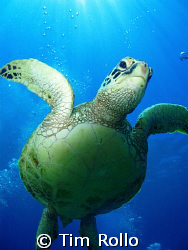 Turtle Over the Top... Average siting of a dozen turtle e... by Tim Rollo 